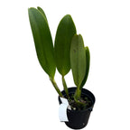 Rlc. Toshie Aoki 'Starburst' mirisna