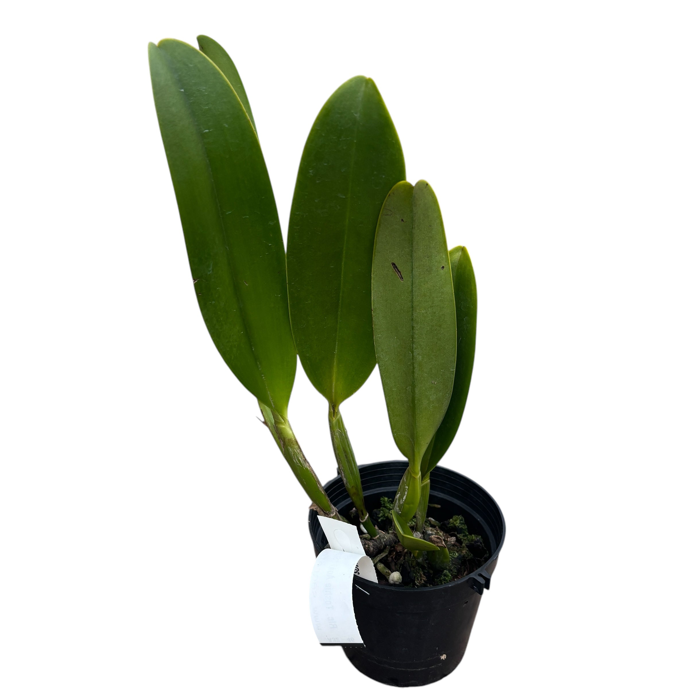 Rlc. Toshie Aoki 'Starburst' parfumata