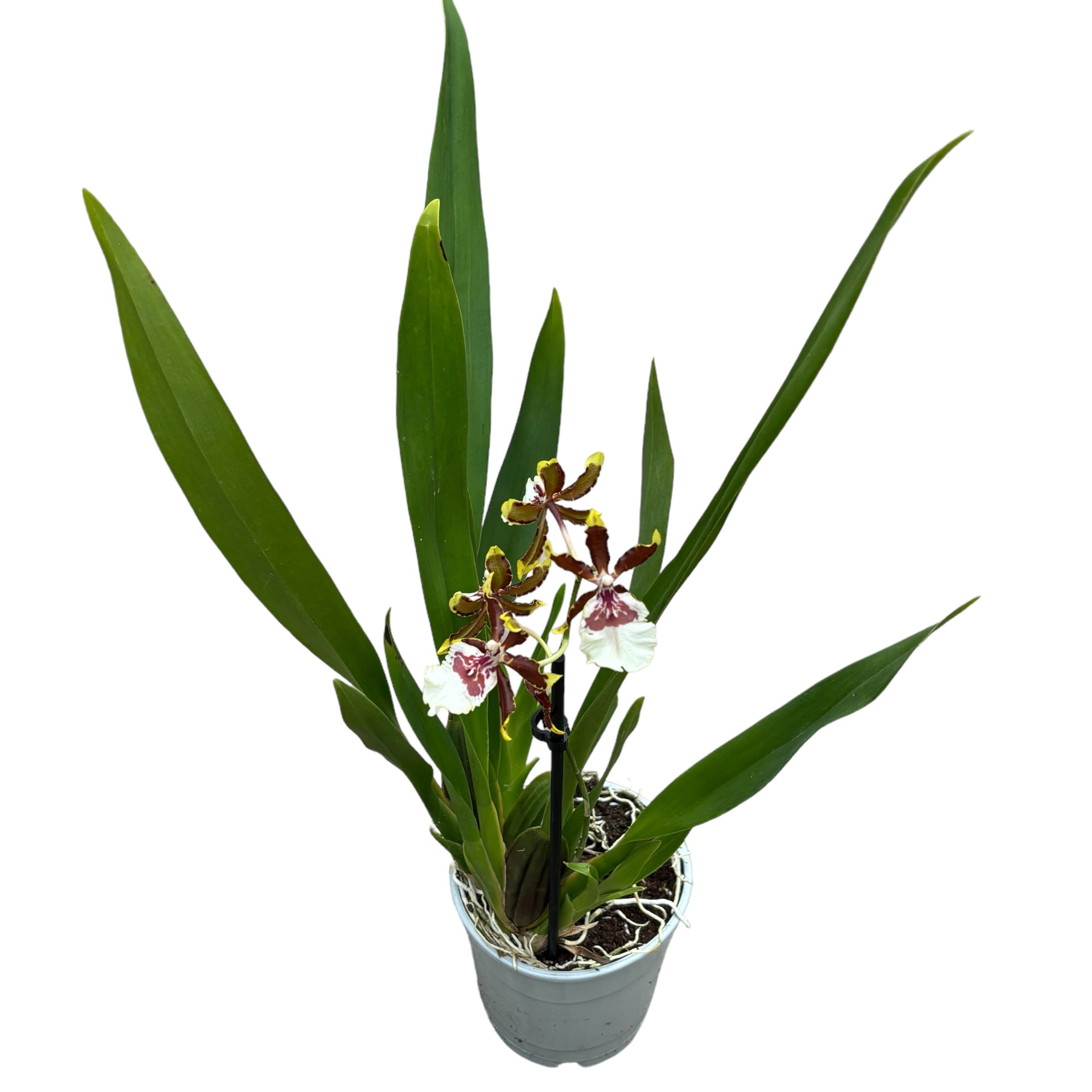 Colmanara Jungle Monarch Wildcat duftend