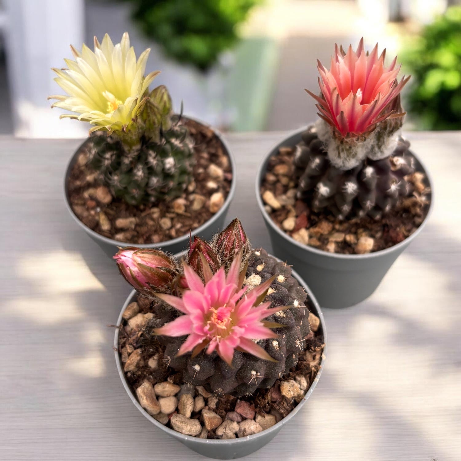 Neoporteria napina (Eriosyce napina)