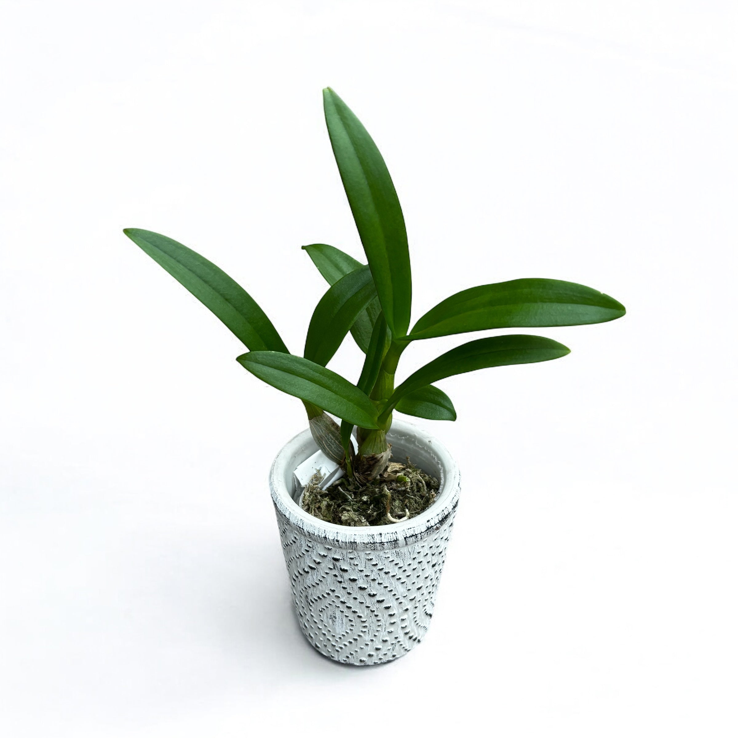 Dendrobium Arcadia Pixie (Dendrobium Compactum)