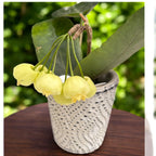 Hoya inflata – gelbe duftende Blüten wie gewachste Glöckchen