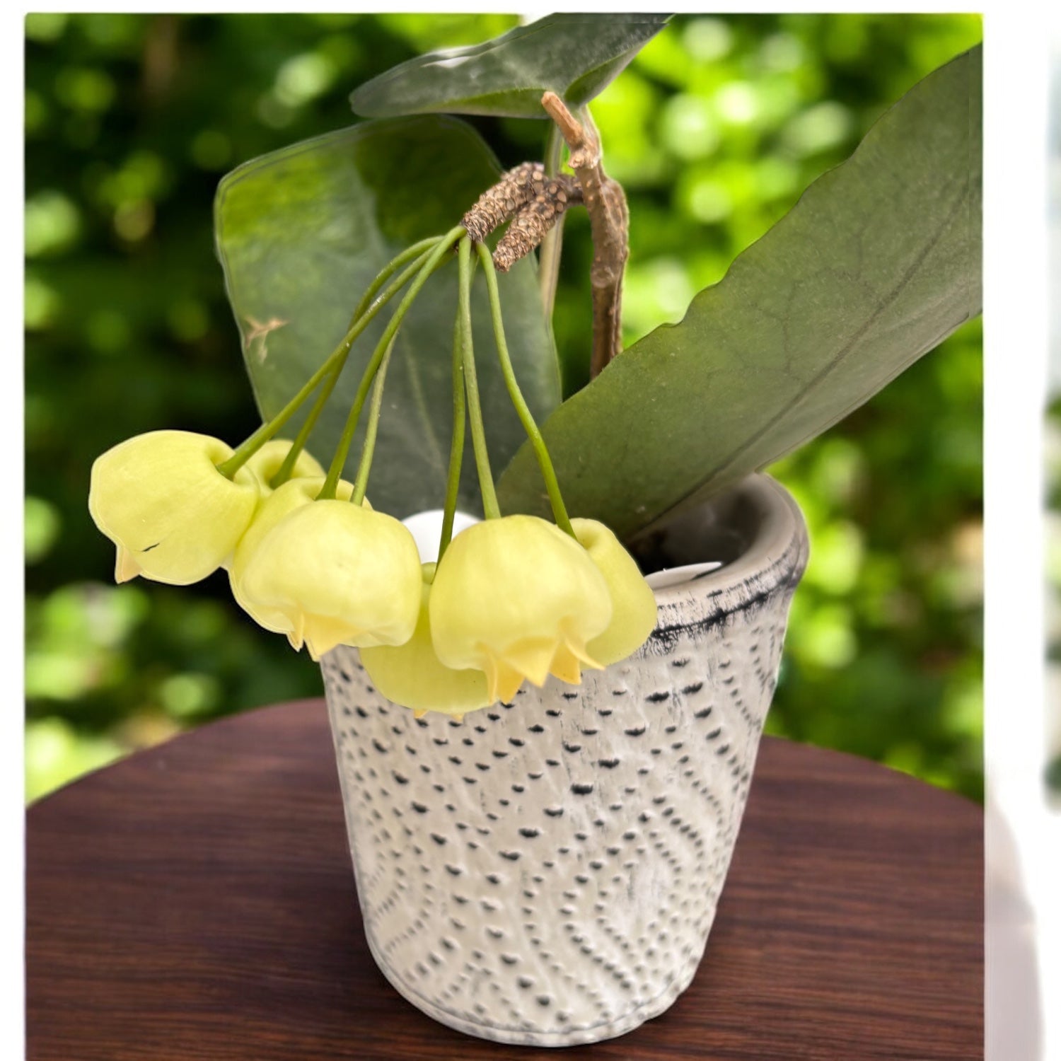 Hoya inflata – flori galbene parfumate ca niste clopotei cerati