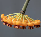 Hoya waymaniae 'Cloudy sky' (Kapuas)