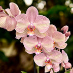 Phalaenopsis Varese