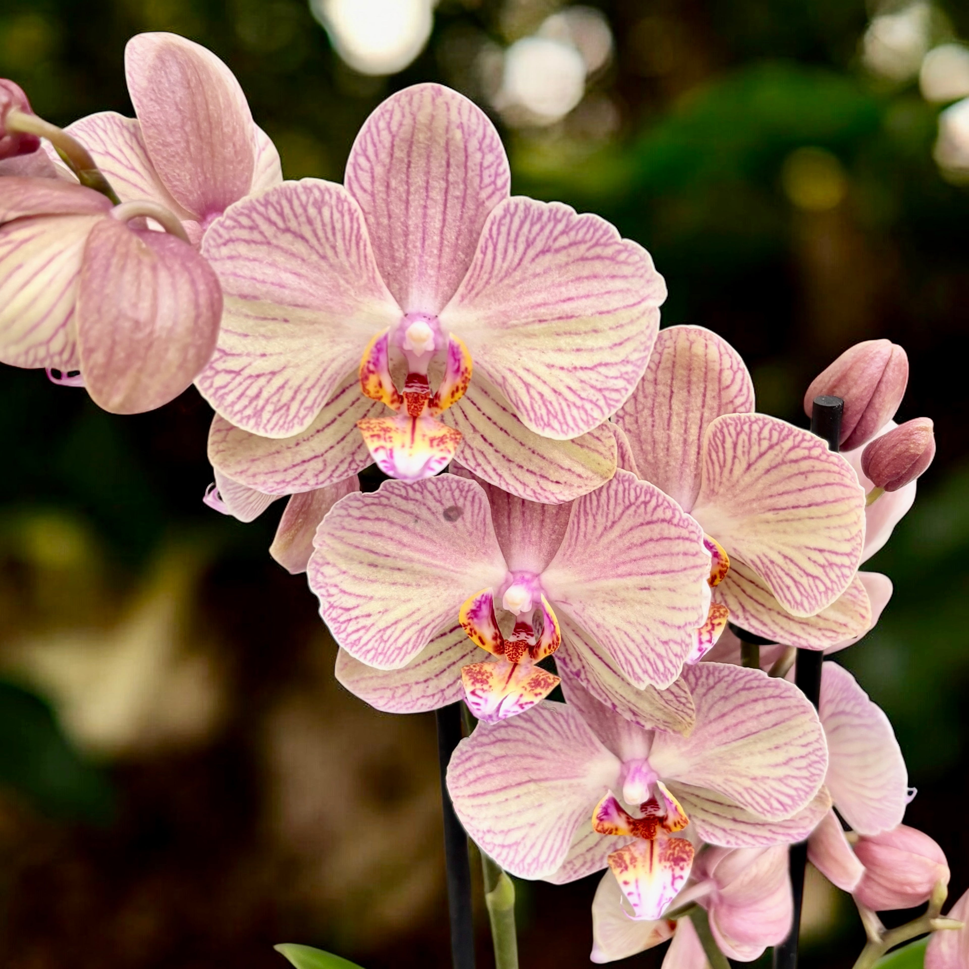 Phalaenopsis Varese