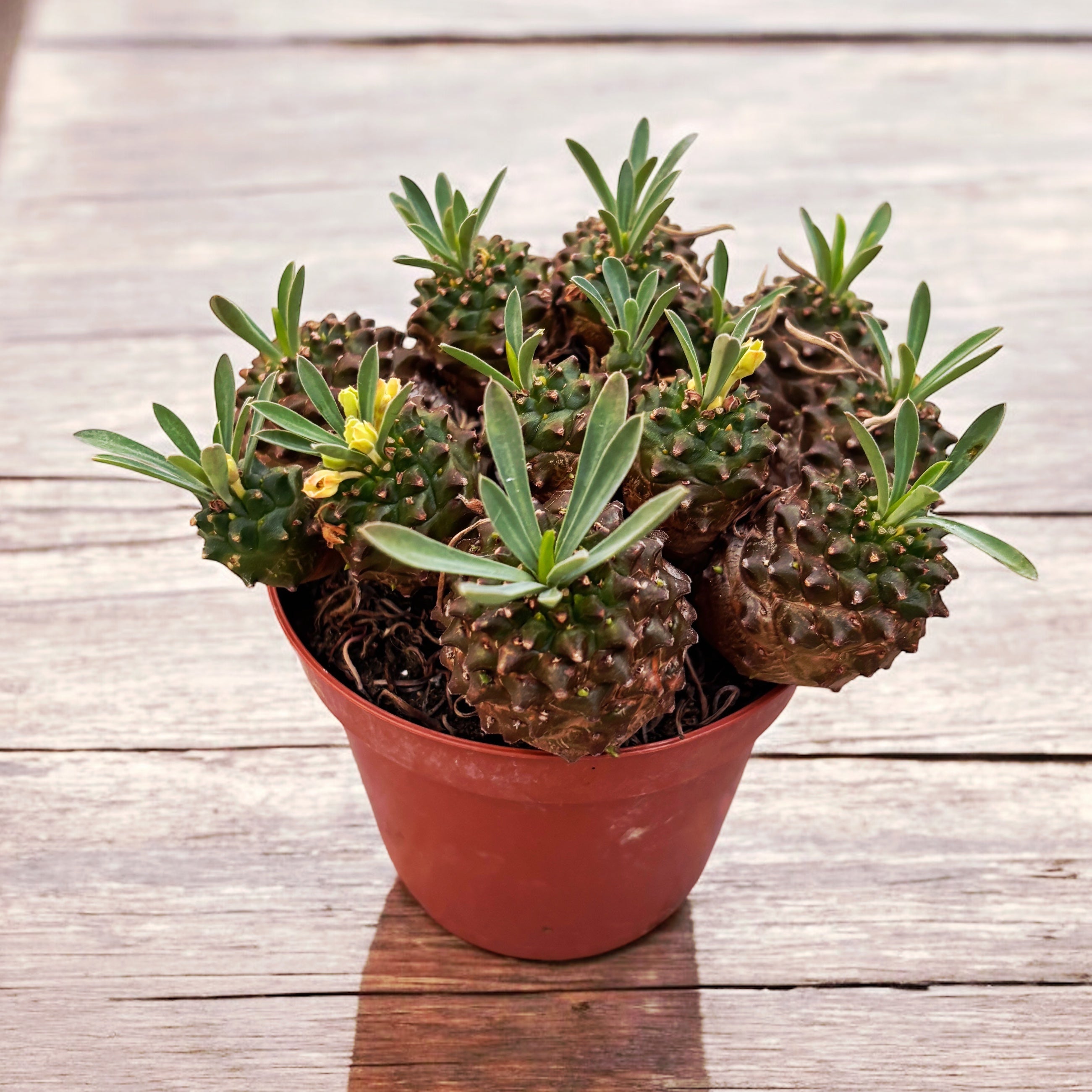 Euphorbia Bupleurifolia ‘Pine Cone Plant’ (caudex)