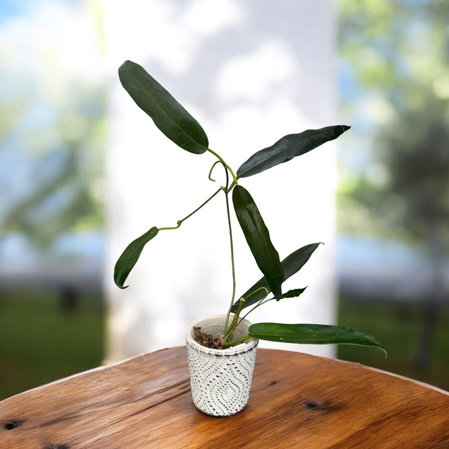 Hoya archboldiana - flori XL parfumate