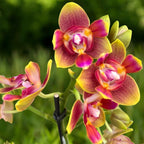 Phalaenopsis Rising Sun - illatos pelóriavirágok