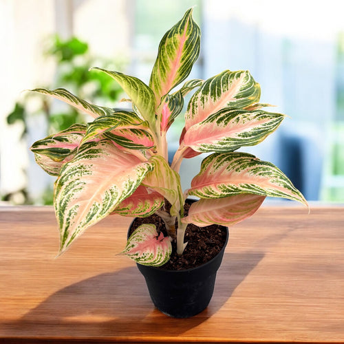 panama aglaonema Aglaonema 'Pink Panama'