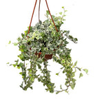 Hedera helix 'White Wonder' - δείγματα XL