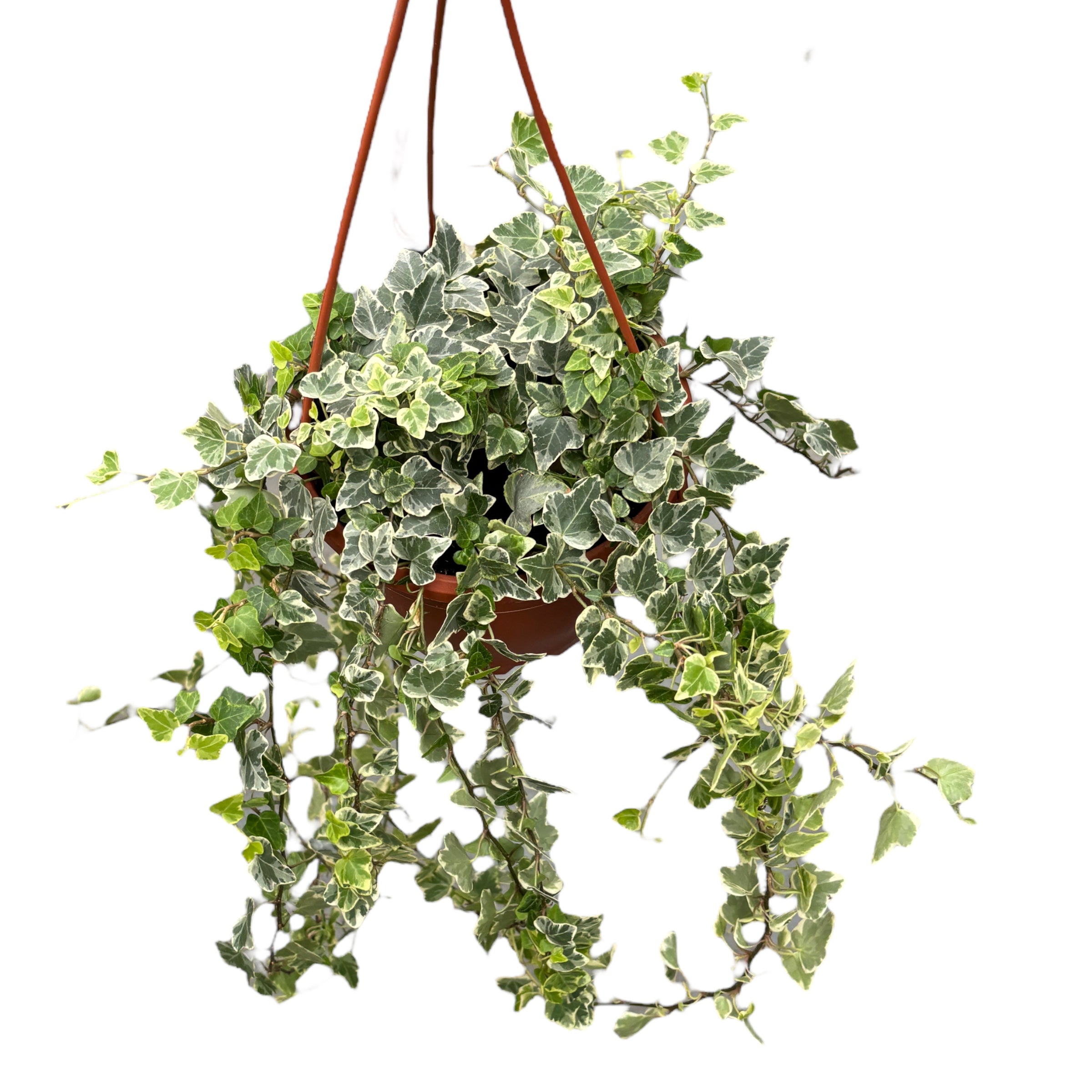 Hedera helix 'White Wonder' - exemplare XL