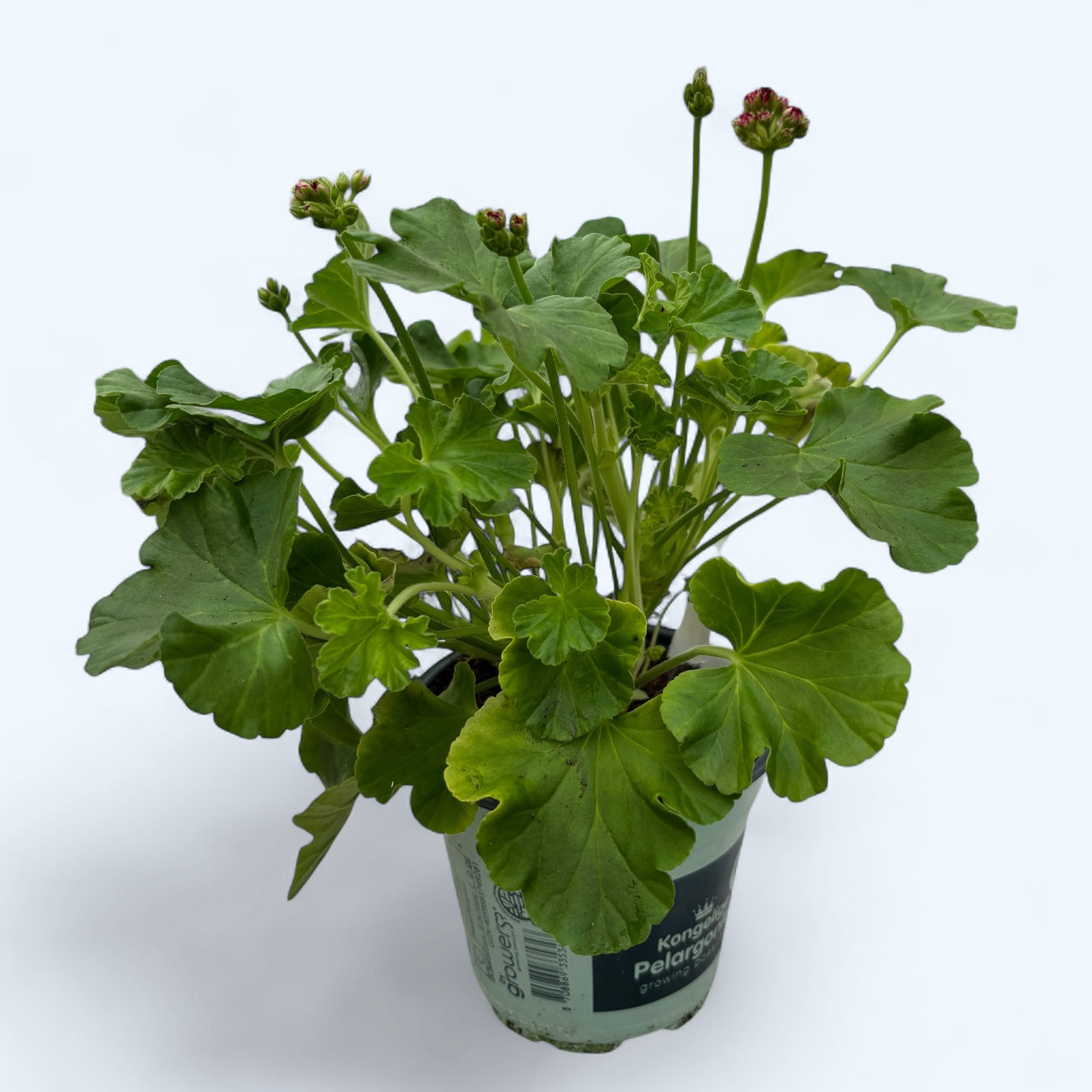 Muscata trandafir - Pelargonium Hybrid Rosebud