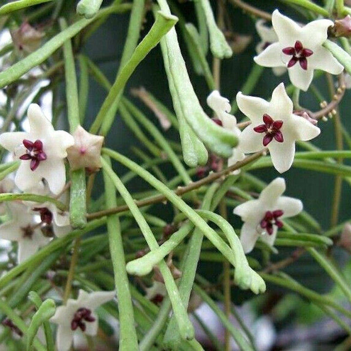 Hoya retusa