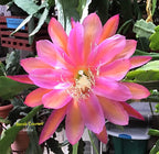 Epiphyllum 'Sarah Courant' (orchidejový kaktus)