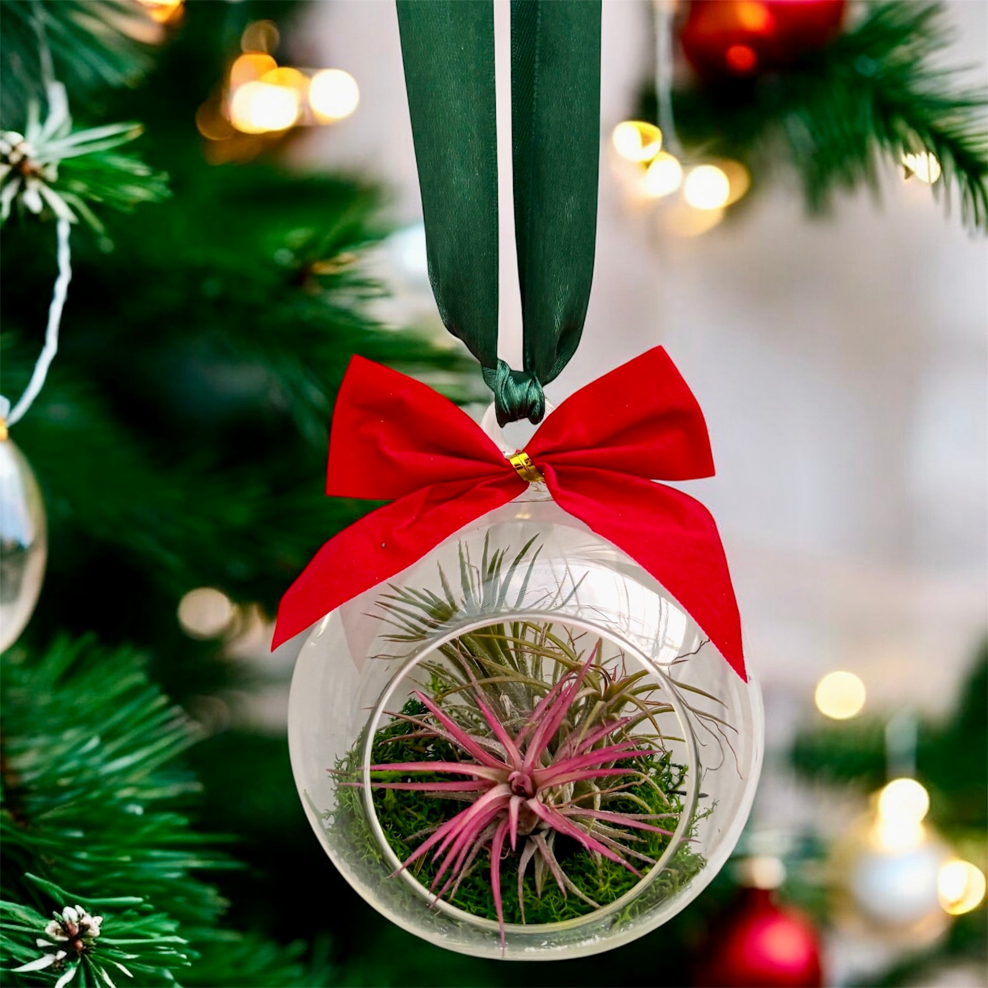air plant christmas ornament A different kind of Christmas bauble