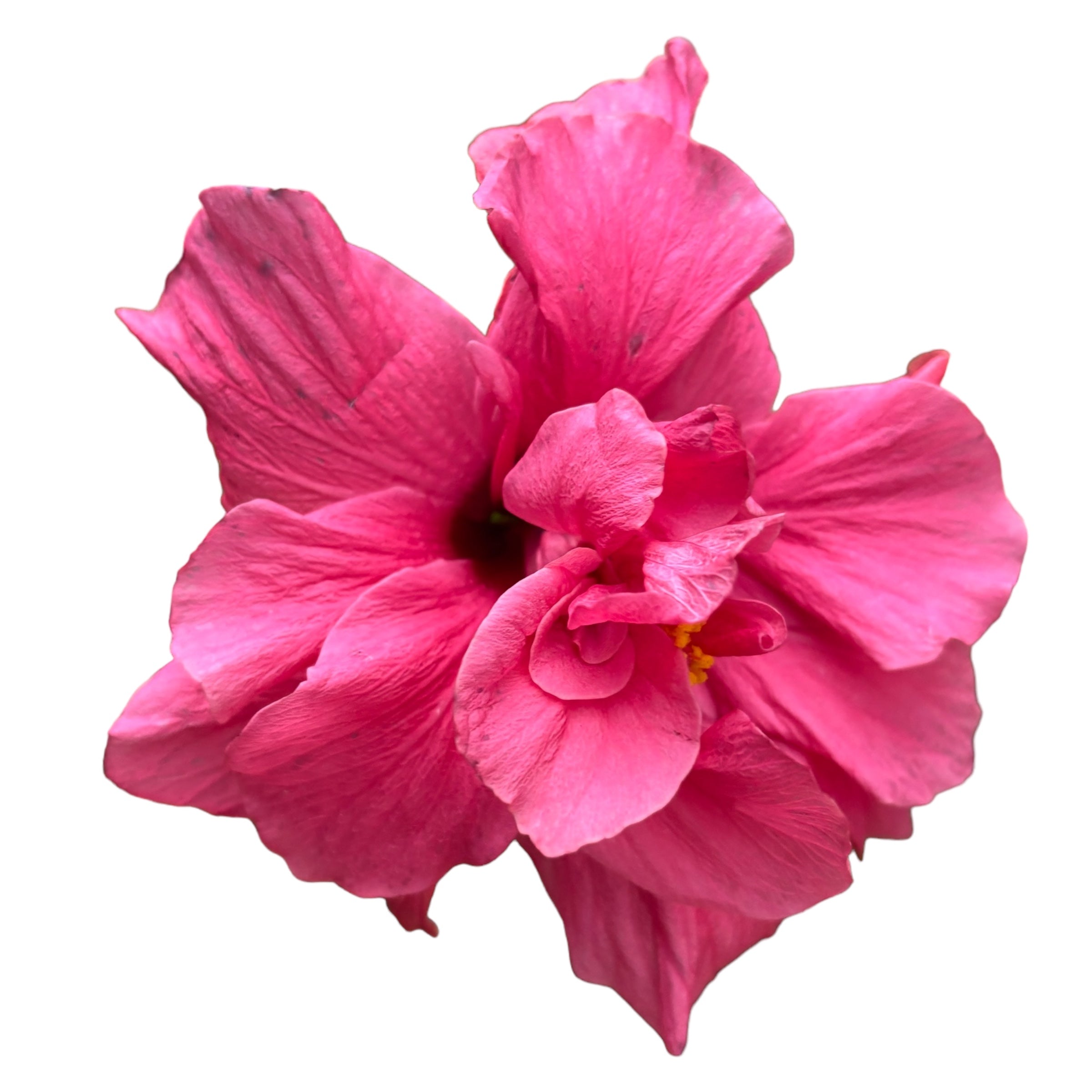 Hibiscus rosa-sinensis - Japán rózsa dupla rózsaszín virággal