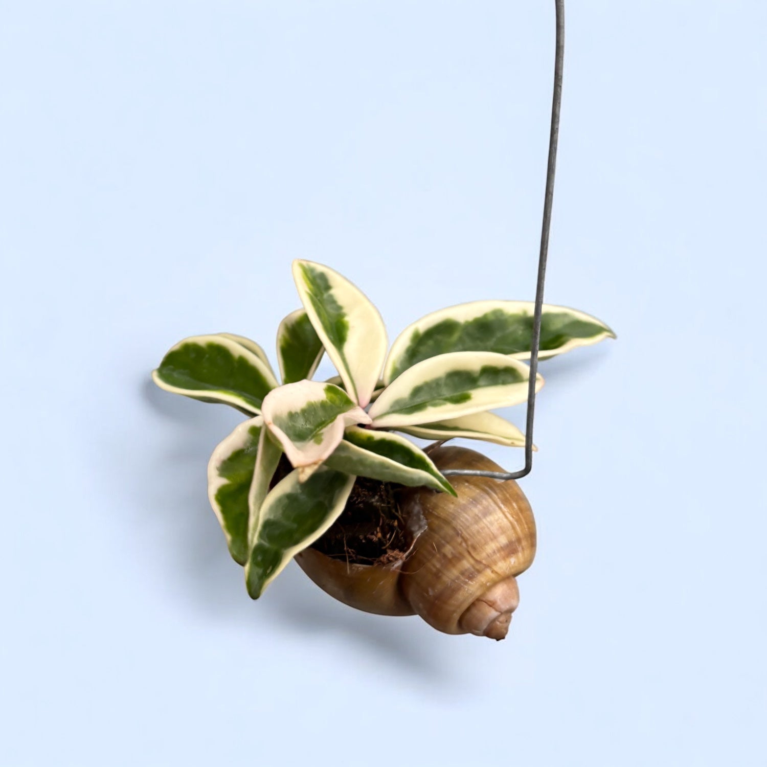 Hoya carnosa 'Krimson Queen' montata in cochilie ‘snaily’