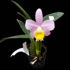 Cattleya Crystelle Smith 'N.R' HCC/AOS parfumata