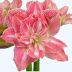 Hippeastrum ‘Lovely Nymph’ – bulbi premium, flori mari duble roz-coral