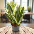 Sansevieria ‘Silver Spears’
