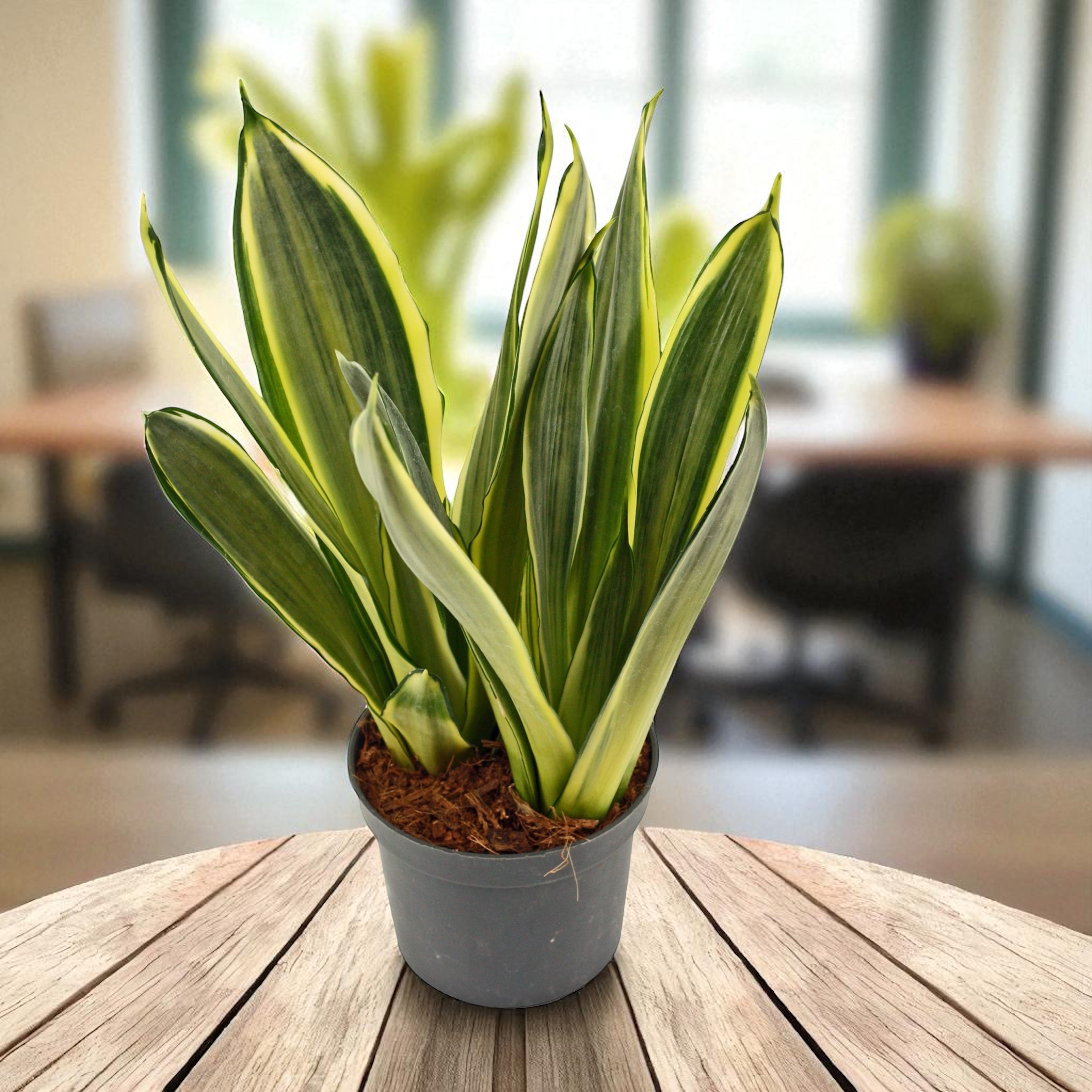 Sansevieria ‘Silver Spears’