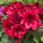 Pelargonium grandiflorum ‚Don Vito‘ (Englische Geranien)