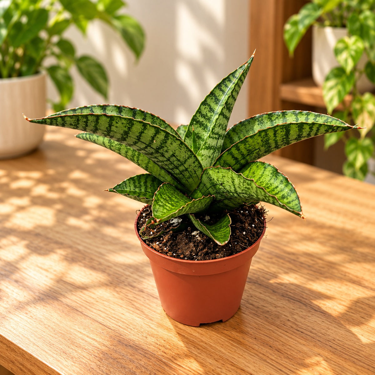 Sansevieria 'Marsha Anjani' – Compact collector's Sansevieria