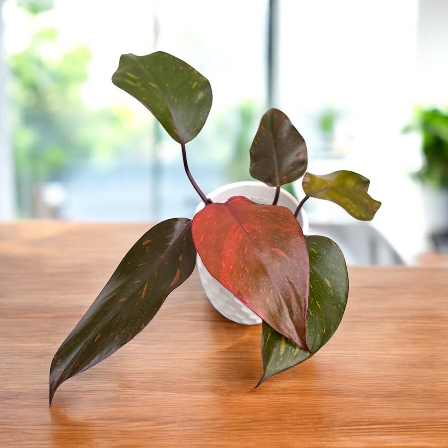 生活雑貨 Philodendron Orange Princess Philodendron Orange Princess (sp. 'Sunspot') – Secret Garden Plant