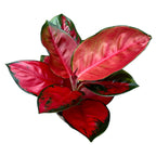 Aglaonema 'Chilli Red’