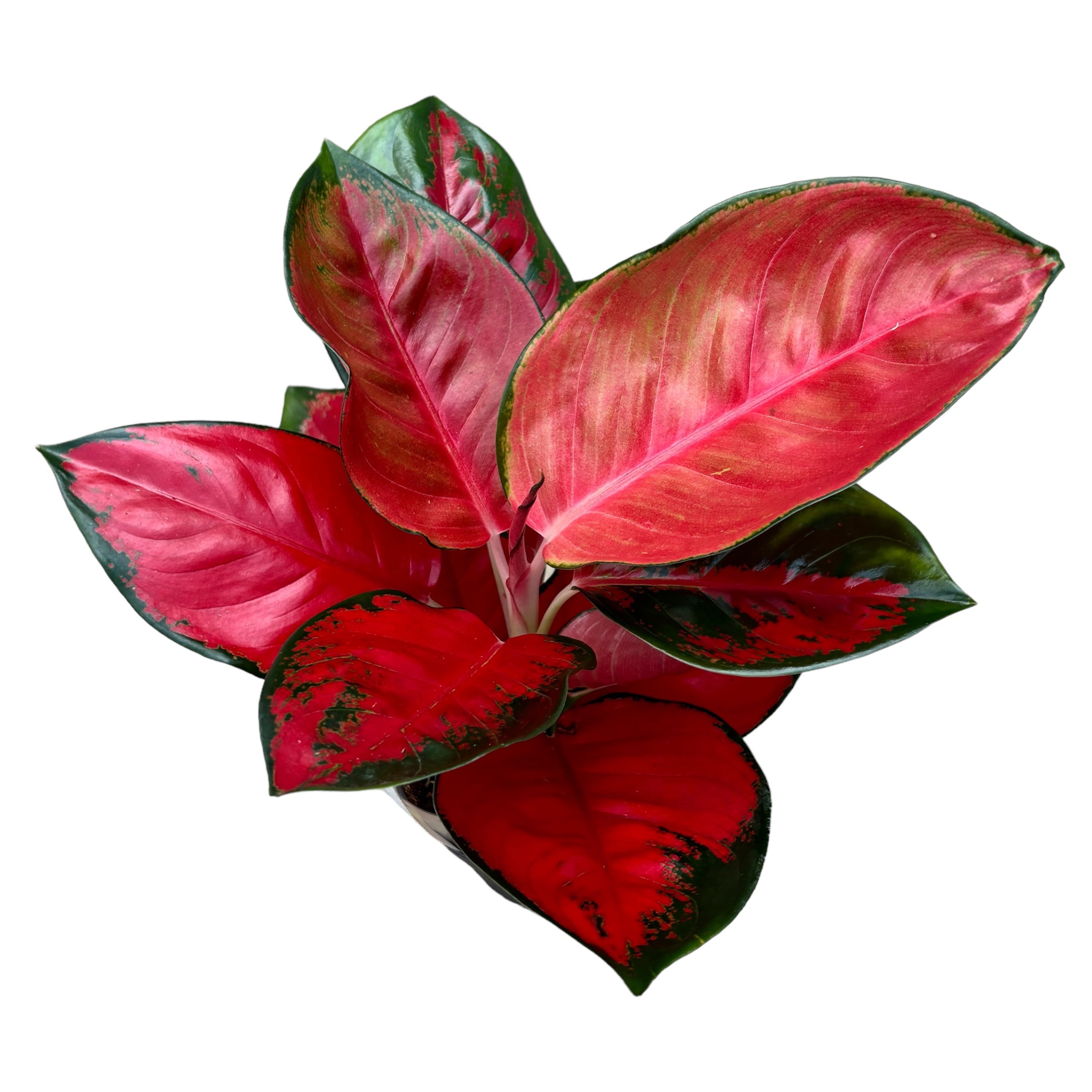 Aglaonema 'Chilli Red’