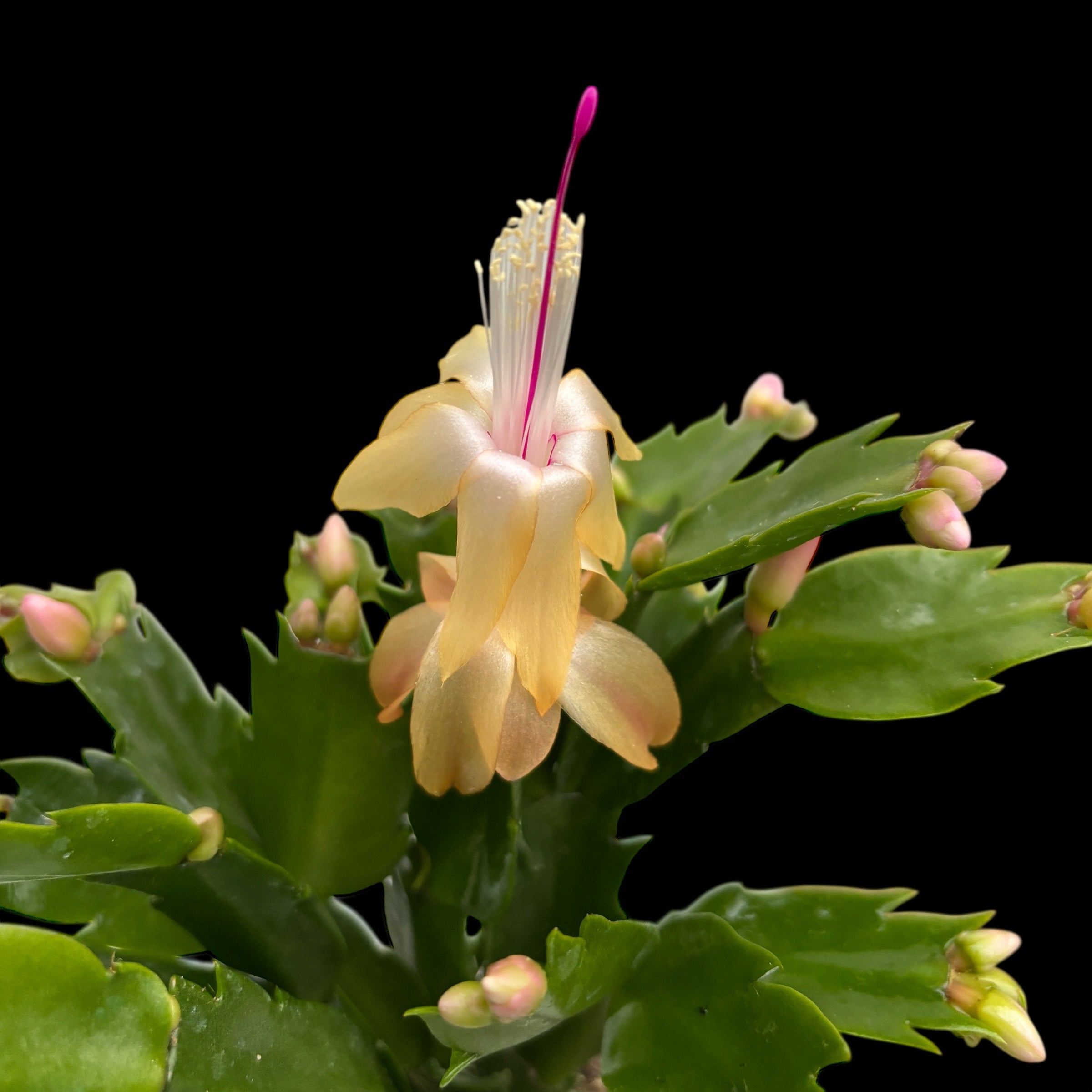 Schlumbergera ‘Limelight Dancer' (Craciunita galbena)