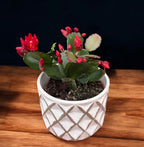 Rhipsalidopsis ‘Scorpius’ (floarea pastelui) 2pp