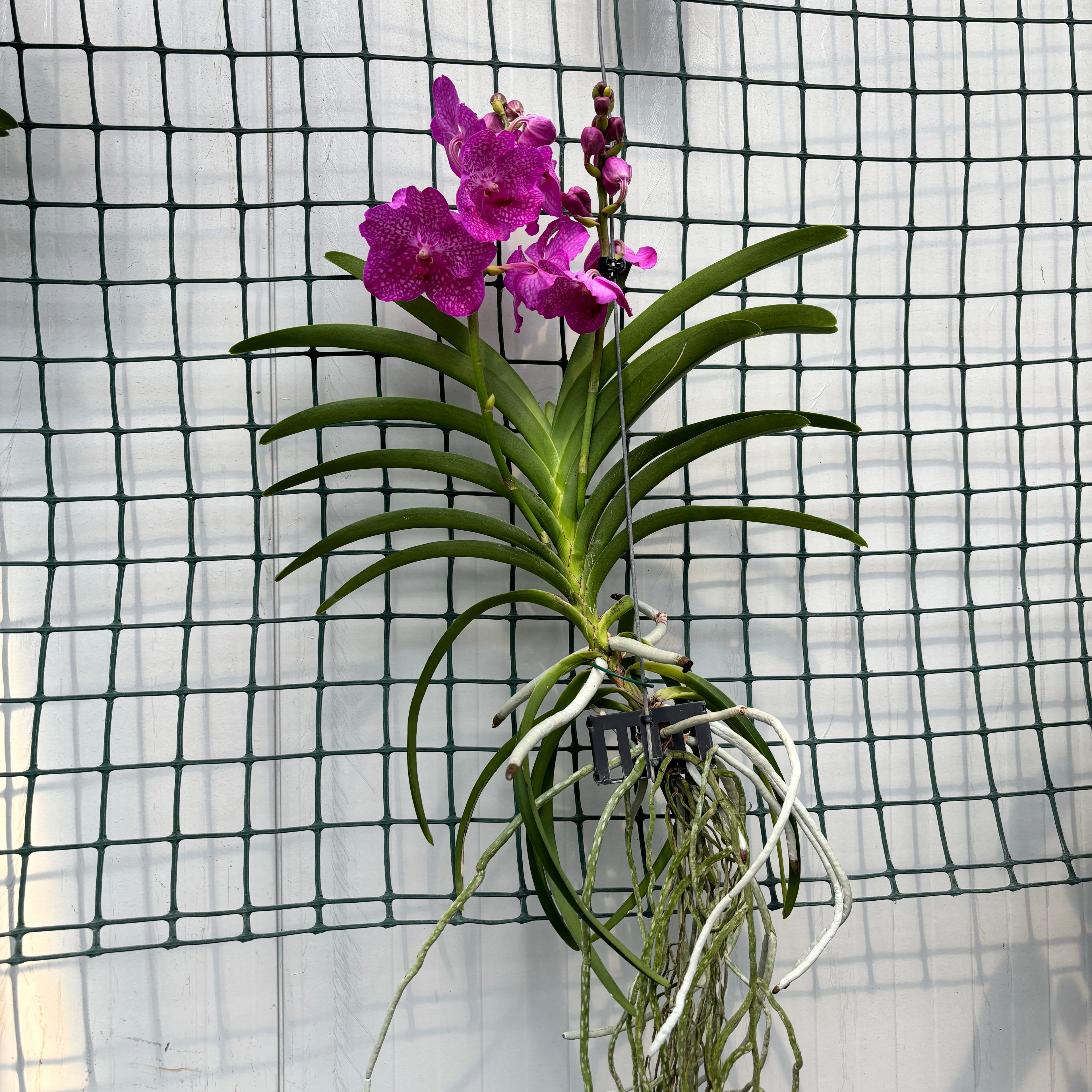 Vanda Nitaya Rosy (Ansu)