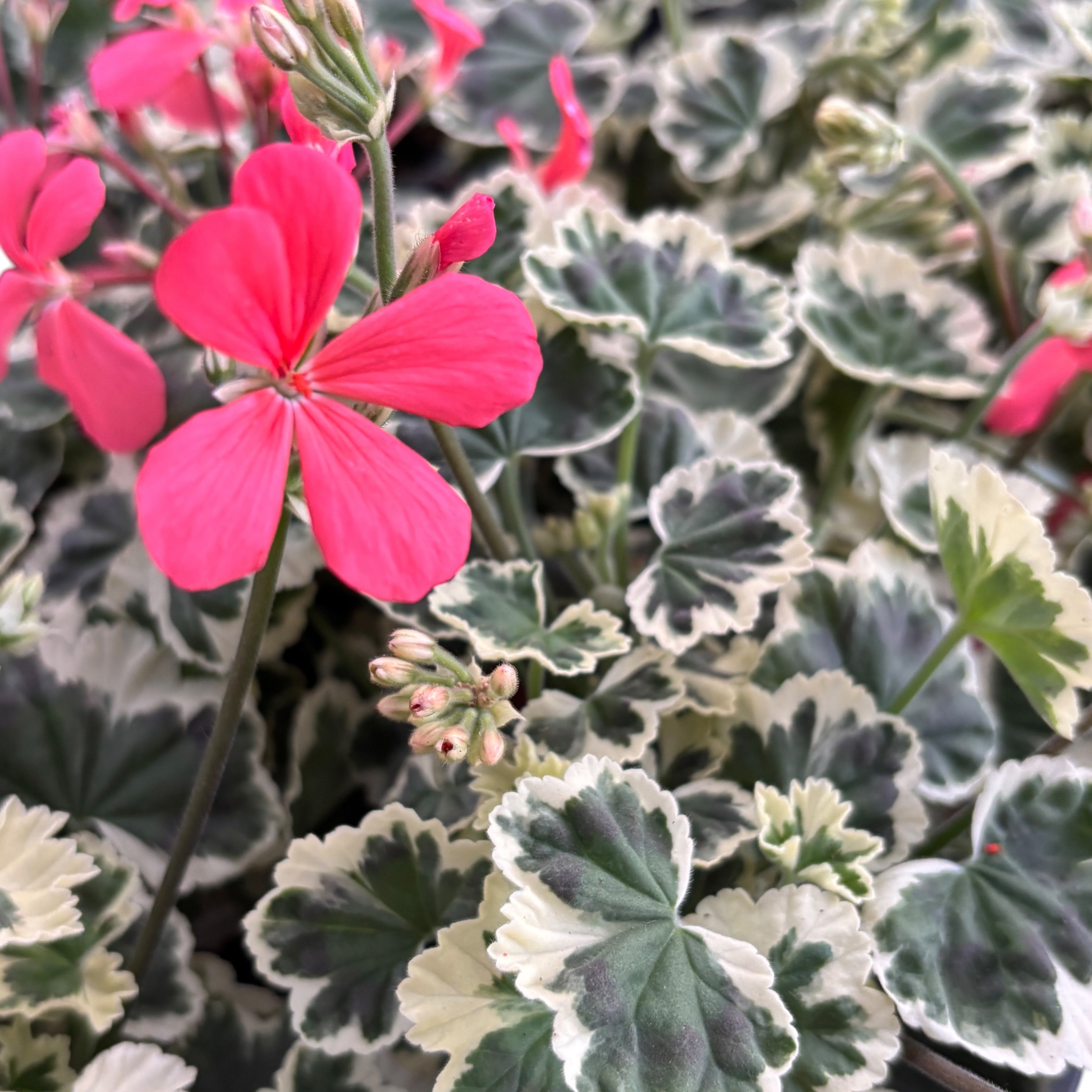 Pelargonium ‘Frank Headley’ (muscate cu frunze colorate)