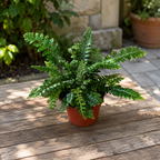 Garden fern - Polystichum polyblepharum