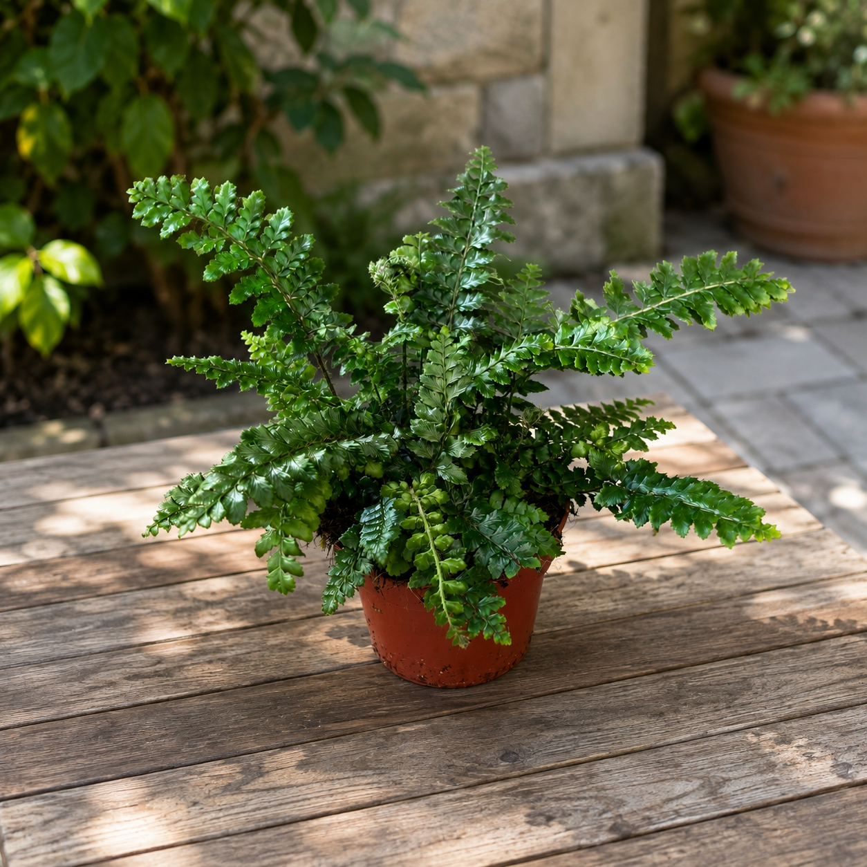 Garden fern - Polystichum polyblepharum