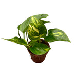 Epipremnum aureum 3pp D8