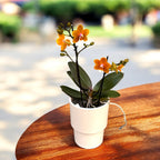 Phalaenopsis DO Citrus - flori intens parfumate