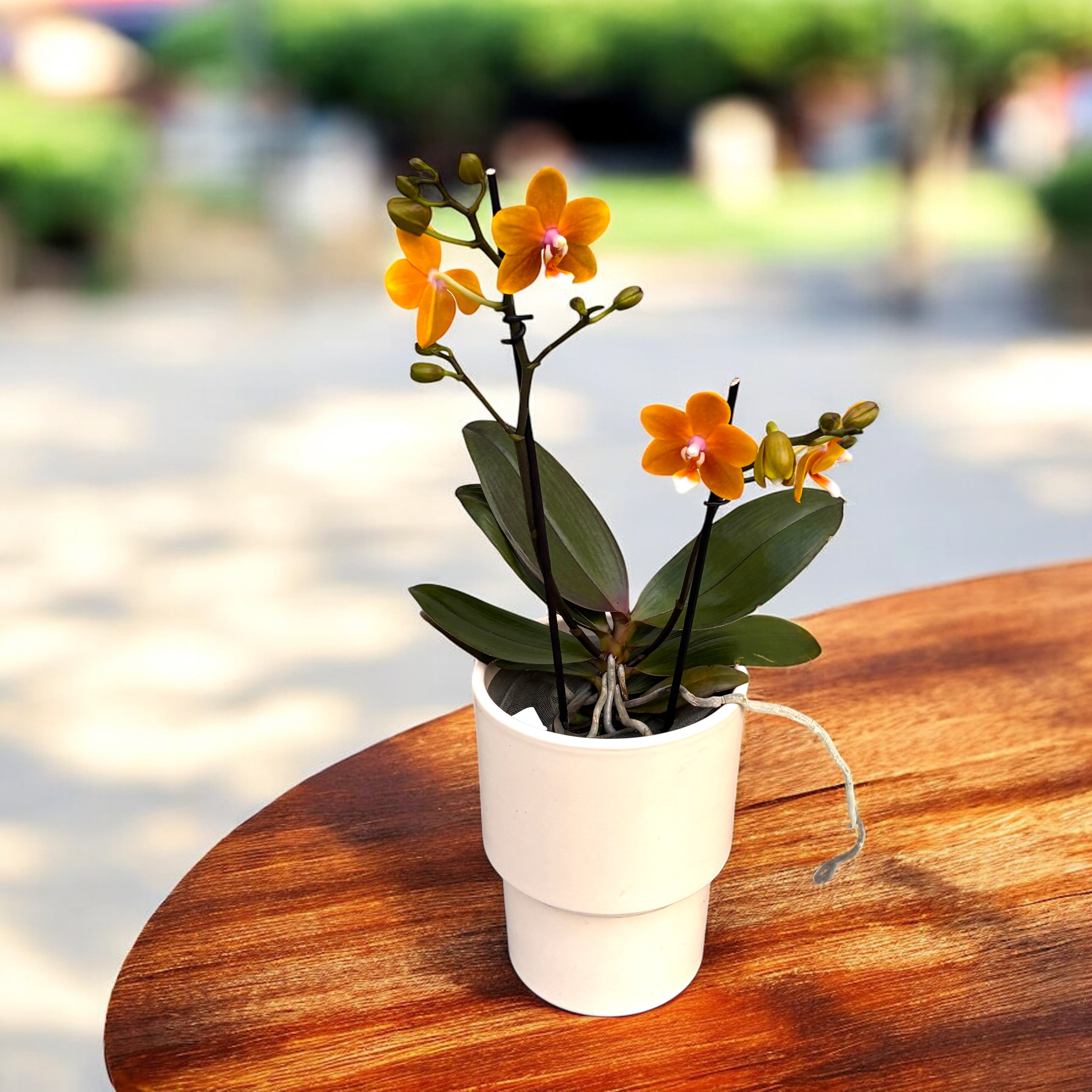 Phalaenopsis DO Citrus - fleurs intensément parfumées