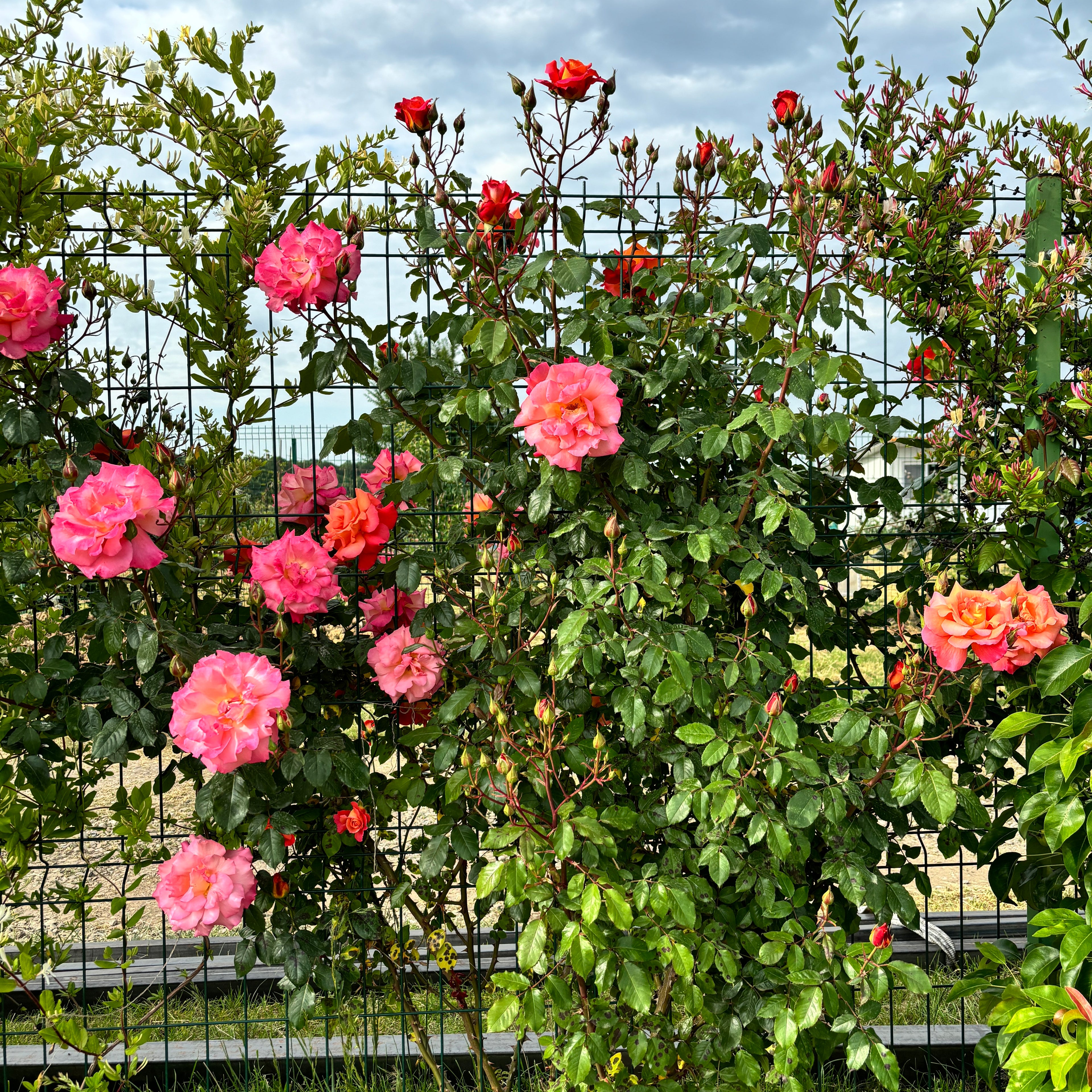 Rosa ‘Westerland’® (Rosa 'Orange Climber') - Trandafir floribunda, catarator, parfumat D11