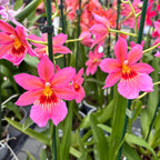 Burrageara Nelly Isler Pink - flori intens parfumate