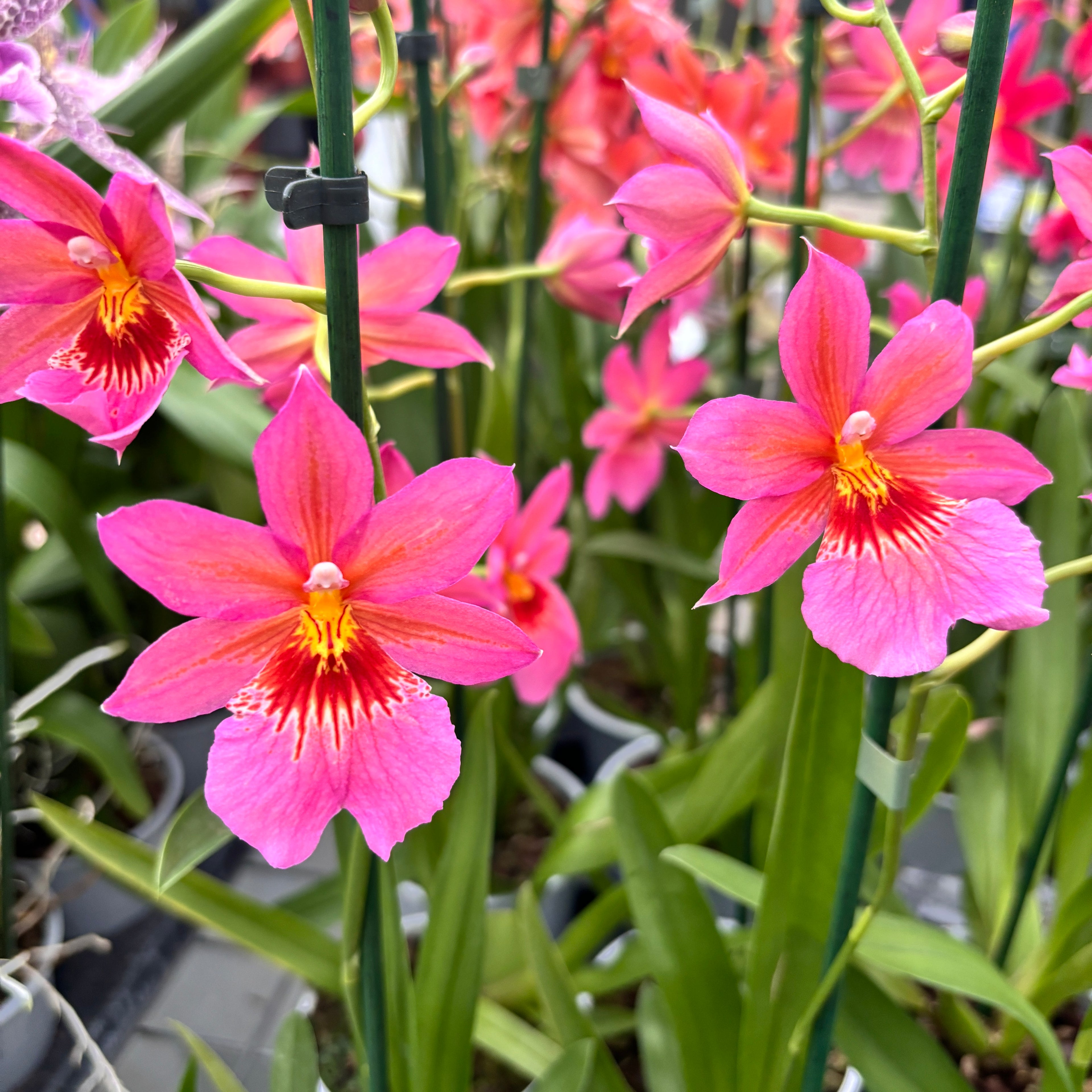 Burrageara Nelly Isler Pink - flori intens parfumate