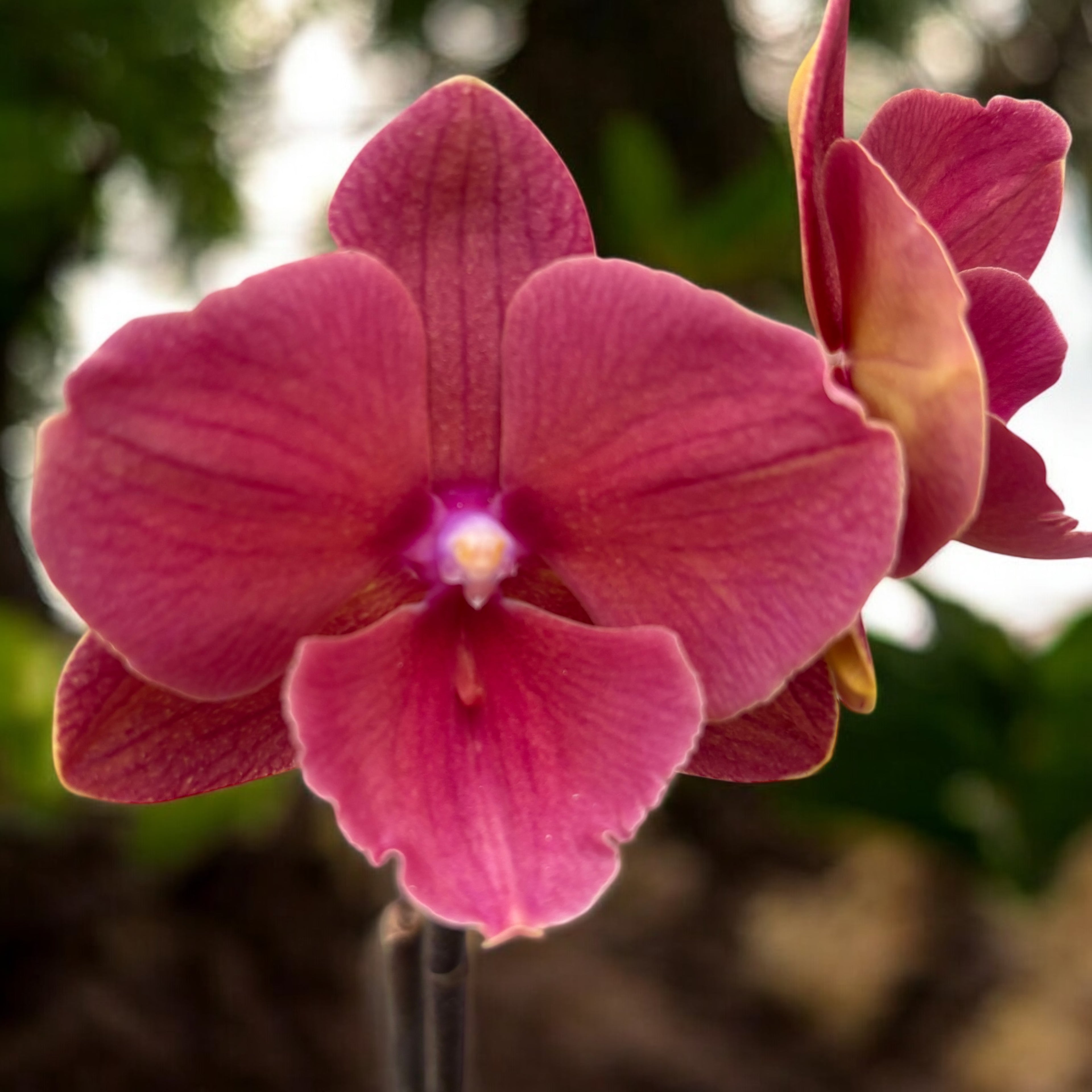 Phalaenopsis Charming Salmon '1320' (Velká pysk)