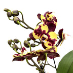 Phalaenopsis Ethiopia