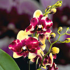 Phalaenopsis 'Catania'