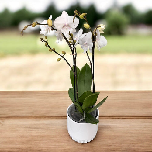 Phalaenopsis Manta Similan veliki usnik