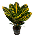 Croton Codiaeum 'Petra' XL