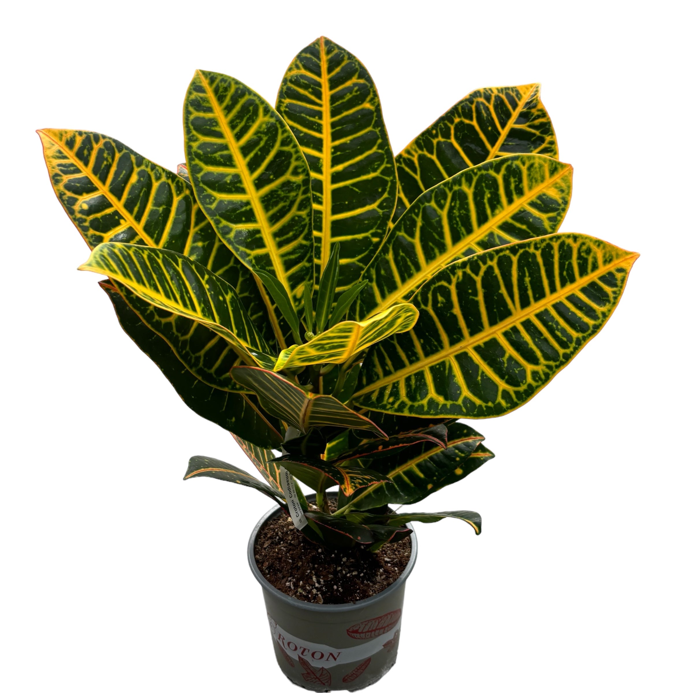 Croton Codiaeum 'Petra' XL