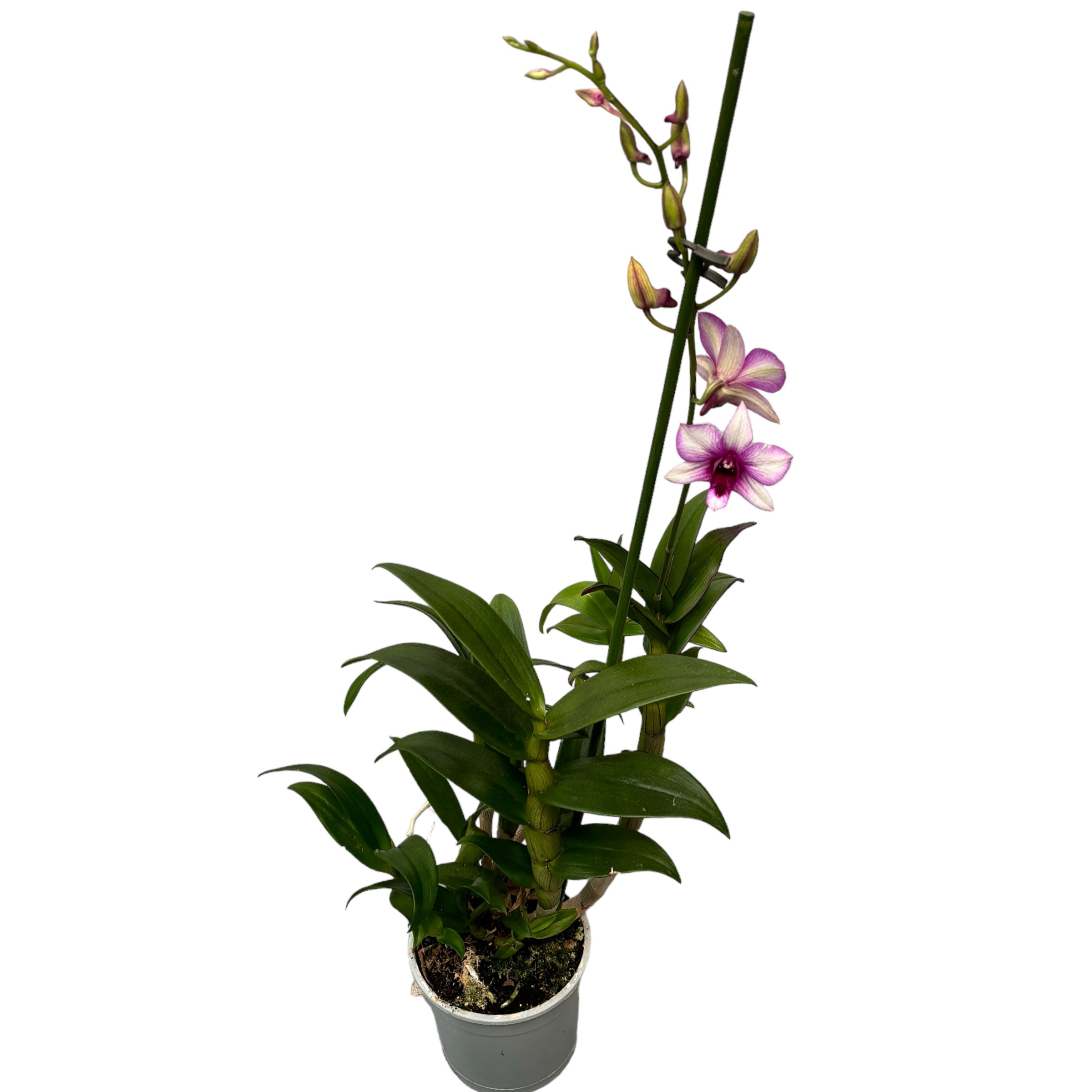 Dendrobium Phalaenopsis Polar Fire